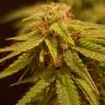 семена конопли феминизированные Auto Alpujarrena feminised Pyramid Seeds семена конопли феминизированные Auto Alpujarrena feminised Pyramid Seeds