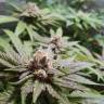 качественные семена конопли Bubble Kush feminised Royal Queen качественные семена конопли Bubble Kush feminised Royal Queen