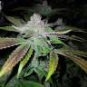 урожайные семена конопли Bubble Kush feminised Royal Queen урожайные семена конопли Bubble Kush feminised Royal Queen