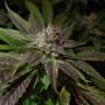 семена конопли в оригинальных упаковках Bubble Kush feminised Royal Queen семена конопли в оригинальных упаковках Bubble Kush feminised Royal Queen