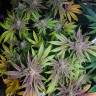 семена конопли недорого Bubble Kush feminised Royal Queen семена конопли недорого Bubble Kush feminised Royal Queen