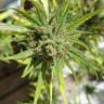 Семена каннабиса Auto Killer Kush feminised Ganja Seeds Семена каннабиса Auto Killer Kush feminised Ganja Seeds