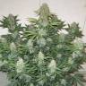 Auto Blue Mazar feminised Dutch Passion Seeds Auto Blue Mazar feminised Dutch Passion Seeds