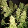 Auto Blue Mazar feminised Dutch Passion Seeds Auto Blue Mazar feminised Dutch Passion Seeds