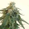 Auto Blue Mazar feminised Dutch Passion Seeds Auto Blue Mazar feminised Dutch Passion Seeds