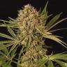 где можно заказать семена конопли Herz OG feminised Exotic Seed где можно заказать семена конопли Herz OG feminised Exotic Seed