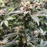 семена конопли феминизированные Auto UK Cheese feminised Humboldt Seeds семена конопли феминизированные Auto UK Cheese feminised Humboldt Seeds