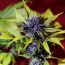 Семена каннабиса Auto Dark Purple feminised Ganja Seeds Семена каннабиса Auto Dark Purple feminised Ganja Seeds