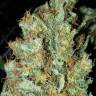 заказ семян конопли Спб Red Diesel feminised Barneys Farm заказ семян конопли Спб Red Diesel feminised Barneys Farm