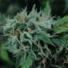 семена индийской конопли Candy Kush Express (Fast Flowering) feminised Royal Queen семена индийской конопли Candy Kush Express (Fast Flowering) feminised Royal Queen