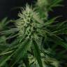 мощные семена конопли Candy Kush Express (Fast Flowering) feminised Royal Queen мощные семена конопли Candy Kush Express (Fast Flowering) feminised Royal Queen