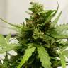 где заказать семена конопли Auto Sweet Pure CBD feminised Sweet Seeds где заказать семена конопли Auto Sweet Pure CBD feminised Sweet Seeds