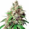 Семена марихуаны Auto Euphoria feminised Ganja Seeds Семена марихуаны Auto Euphoria feminised Ganja Seeds