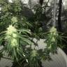 Семена каннабиса Auto Critical XXL feminised Ganja Seeds Семена каннабиса Auto Critical XXL feminised Ganja Seeds