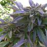 семена конопли почтой Pure Kush feminised Green House Seeds семена конопли почтой Pure Kush feminised Green House Seeds