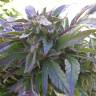 заказать качественные семена конопли Pure Kush feminised Green House Seeds заказать качественные семена конопли Pure Kush feminised Green House Seeds