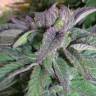 заказать на сайте семена конопли Pure Kush feminised Green House Seeds заказать на сайте семена конопли Pure Kush feminised Green House Seeds
