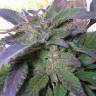 где можно заказать семена конопли Pure Kush feminised Green House Seeds где можно заказать семена конопли Pure Kush feminised Green House Seeds