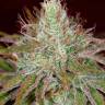 семена конопли наложенным платежом Pure Kush feminised Green House Seeds семена конопли наложенным платежом Pure Kush feminised Green House Seeds