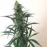 Auto Mazar feminised Breeders Community Seeds Auto Mazar feminised Breeders Community Seeds