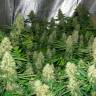 Auto Mexican Airlines regular Ganja Seeds Auto Mexican Airlines regular Ganja Seeds