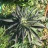 семена конопли почтой Red Dragon feminised Barneys Farm семена конопли почтой Red Dragon feminised Barneys Farm