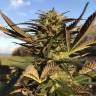 заказ семян конопли Red Dragon feminised Barneys Farm заказ семян конопли Red Dragon feminised Barneys Farm