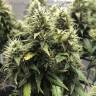 семена конопли курьером Lemon Candy feminised Exotic Seed семена конопли курьером Lemon Candy feminised Exotic Seed