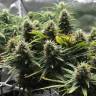 семена конопли Россия Lemon Candy feminised Exotic Seed семена конопли Россия Lemon Candy feminised Exotic Seed