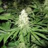 семена конопли медицинской No Name feminised Medical Seeds семена конопли медицинской No Name feminised Medical Seeds