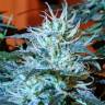 семена конопли автоцвет Auto Anesthesia feminised Pyramid Seeds семена конопли автоцвет Auto Anesthesia feminised Pyramid Seeds