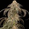 купить семена конопли в рф Afghan Kush feminised купить семена конопли в рф Afghan Kush feminised