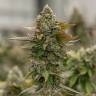 Auto Skywalker OG feminised Ganja Seeds семена Auto Skywalker OG feminised Ganja Seeds семена