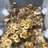 купить отпечатки псилоцибиновых грибов Спб Golden Teacher купить отпечатки псилоцибиновых грибов Спб Golden Teacher