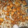купить недорого споры псилоцибиновых грибов Golden Teacher купить недорого споры псилоцибиновых грибов Golden Teacher