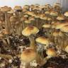 купить отпечатки псилоцибиновых грибов Golden Teacher купить отпечатки псилоцибиновых грибов Golden Teacher