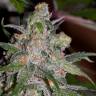 семена конопли почтой Sweet Tooth feminised Barneys Farm семена конопли почтой Sweet Tooth feminised Barneys Farm
