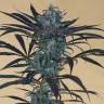 заказать качественные семена конопли Blueberry Headband feminised Humboldt Seeds заказать качественные семена конопли Blueberry Headband feminised Humboldt Seeds