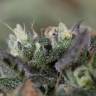 заказать на сайте семена конопли Blueberry Headband feminised Humboldt Seeds заказать на сайте семена конопли Blueberry Headband feminised Humboldt Seeds