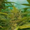 семена конопли курьером Blueberry regular Ganja Seeds семена конопли курьером Blueberry regular Ganja Seeds