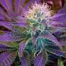заказ семян конопли Спб Blueberry regular Ganja Seeds заказ семян конопли Спб Blueberry regular Ganja Seeds