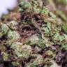 семена культурной конопли купить Blueberry regular Ganja Seeds семена культурной конопли купить Blueberry regular Ganja Seeds