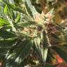 семена конопли для курения Blueberry regular Ganja Seeds семена конопли для курения Blueberry regular Ganja Seeds