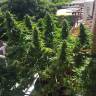 семена конопли аутдор Blueberry regular Ganja Seeds семена конопли аутдор Blueberry regular Ganja Seeds