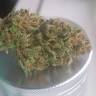 семена сортовой конопли Blueberry regular Ganja Seeds семена сортовой конопли Blueberry regular Ganja Seeds