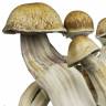отпечатки псилоцибиновых грибов Москва Hawaii отпечатки псилоцибиновых грибов Москва Hawaii