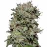 семена индийской конопли Kalashnikova feminised Green House Seeds семена индийской конопли Kalashnikova feminised Green House Seeds