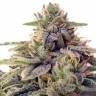 хорошие семена конопли Shiskaberry feminised Barneys Farm хорошие семена конопли Shiskaberry feminised Barneys Farm