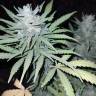 семена конопли в России Anesthesia feminised Pyramid Seeds семена конопли в России Anesthesia feminised Pyramid Seeds