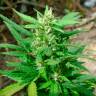 заказ семян конопли Москва White Russian regular